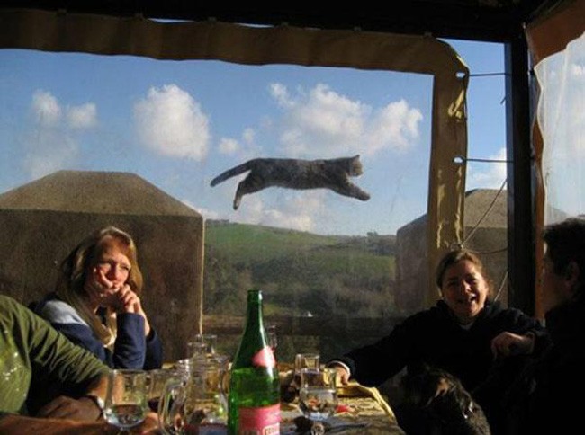 animal selfie, animal photograph, photo with animals, funny animals images, funny outdoor images, selfie with pet, funny pet images, fun with animals, animal clicks, happy dogs, happy animals, how animal smile at camera, photogenic animals, animal loves camera, cute animal photos,