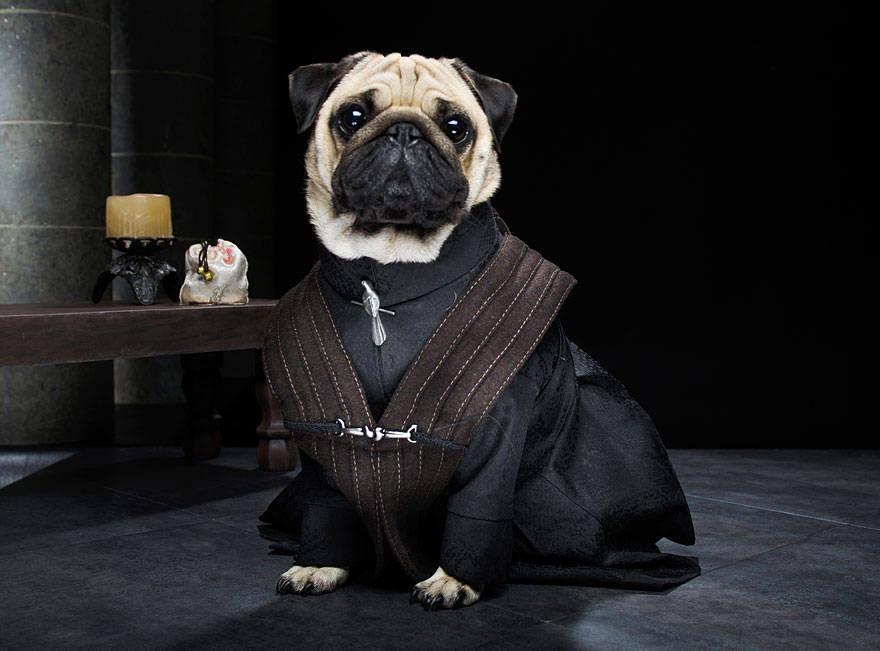 Game of thrones,got,pugs,robb stark, ned stark and jon snow,king joffrey,tyrion lannister,daeneys targaryen,grand maester pycelle and oberyn martell,petyr baelish aka littlefinger,varys,tyrion lannister, daenerys targaryen and jon snow,pugs of westeros