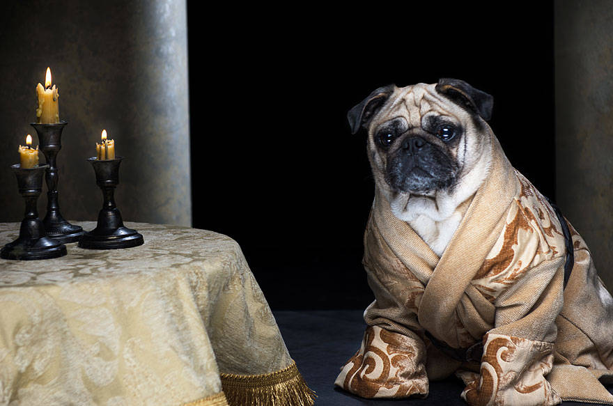 Game of thrones,got,pugs,robb stark, ned stark and jon snow,king joffrey,tyrion lannister,daeneys targaryen,grand maester pycelle and oberyn martell,petyr baelish aka littlefinger,varys,tyrion lannister, daenerys targaryen and jon snow,pugs of westeros