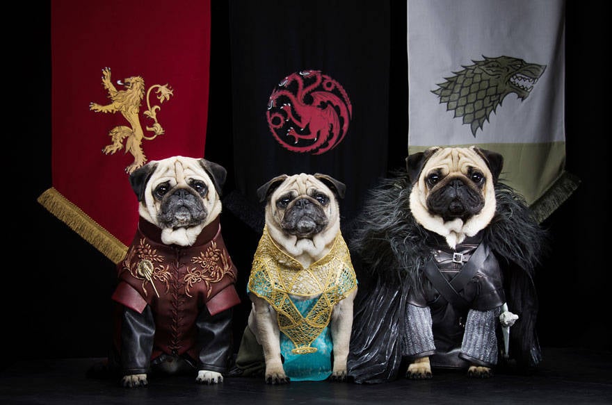 game of thrones,got,pugs,Robb Stark, Ned Stark and Jon Snow,King Joffrey,Tyrion Lannister,Daeneys Targaryen,Grand Maester Pycelle and Oberyn Martell,Petyr Baelish aka Littlefinger,Varys,Tyrion Lannister, Daenerys Targaryen and Jon Snow,pugs of westeros