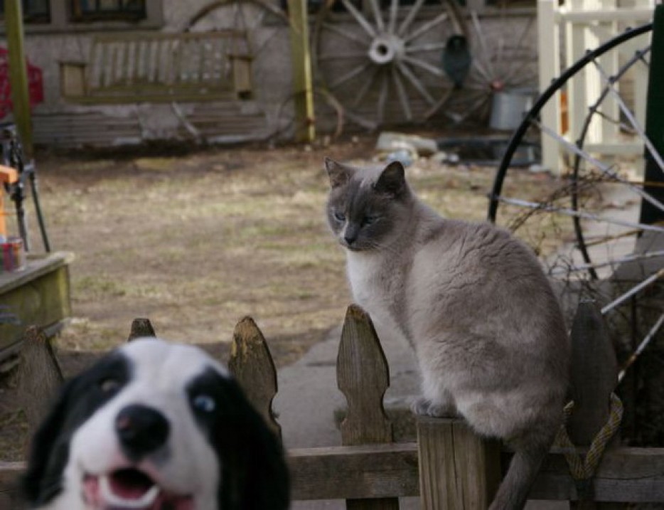 animal selfie, animal photograph, photo with animals, funny animals images, funny outdoor images, selfie with pet, funny pet images, fun with animals, animal clicks, happy dogs, happy animals, how animal smile at camera, photogenic animals, animal loves camera, cute animal photos,