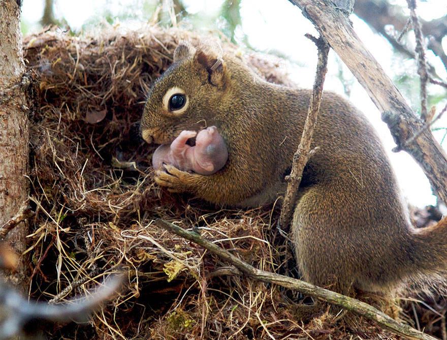 Animals And Their Parents 10