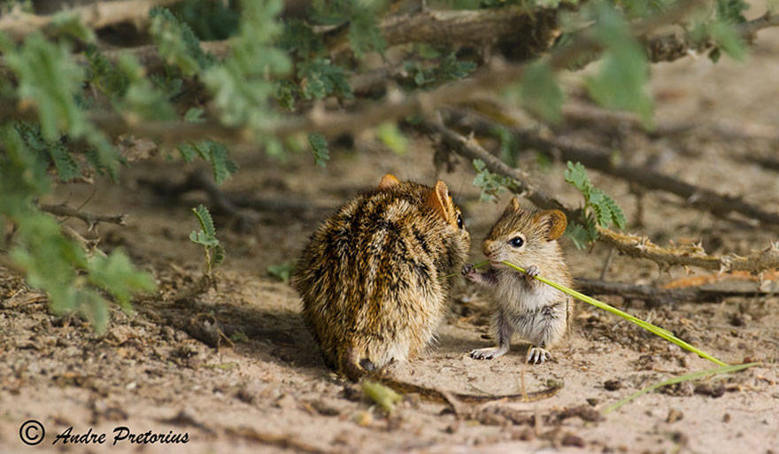 Animals And Their Parents 17