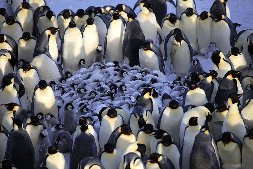Animals And Their Parents 19