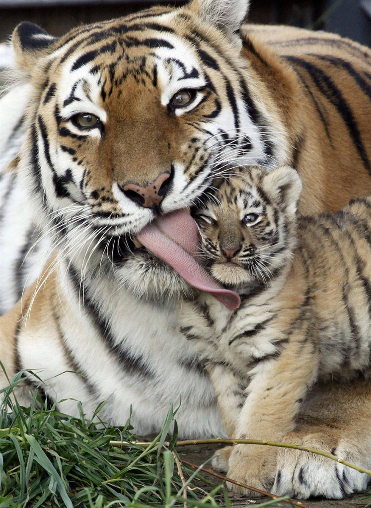 Animals and their parents 20