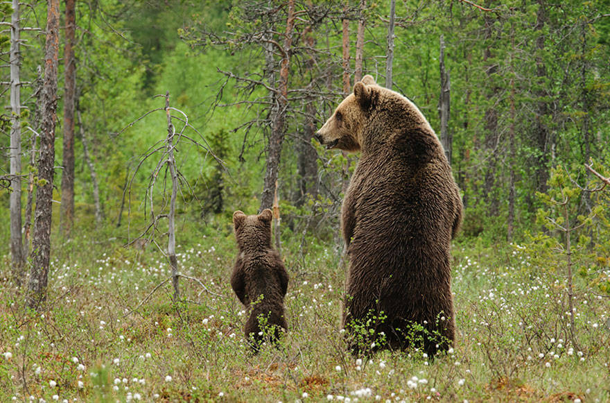 Animals And Their Parents 21