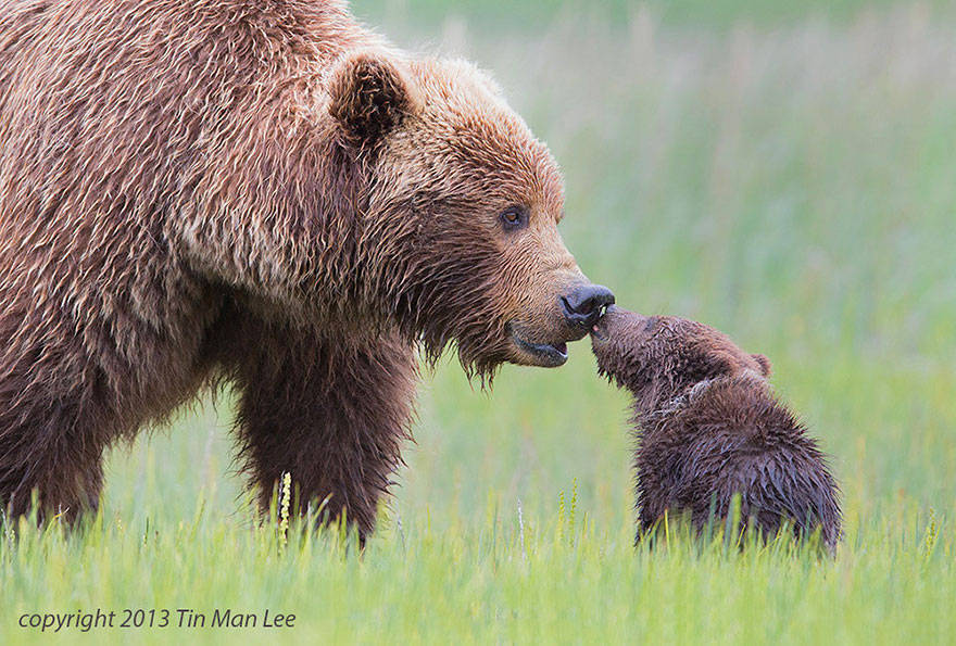 Animals And Their Parents 23