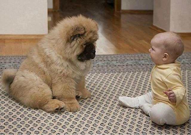 Baby pics, babies, cute babies, babies friends, baby with puppy, baby with dog, baby companion, cute babies