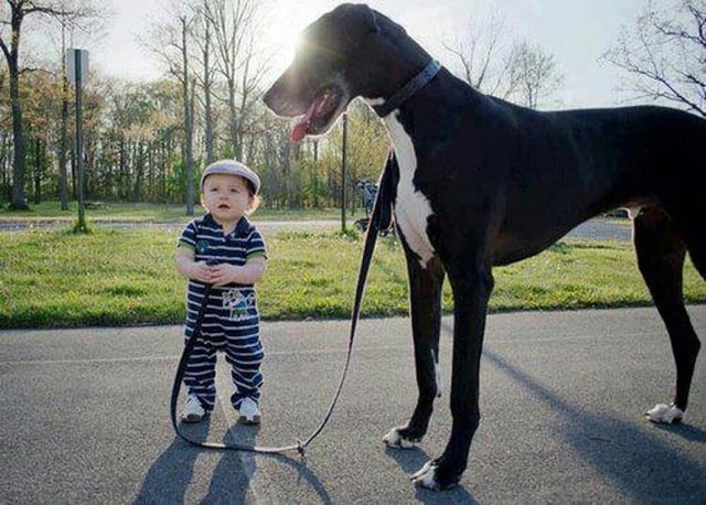baby pics, babies, cute babies, babies friends, baby with puppy, baby with dog, baby companion, cute babies