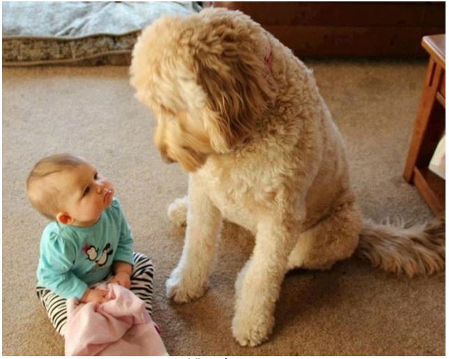 baby pics, babies, cute babies, babies friends, baby with puppy, baby with dog, baby companion, cute babies