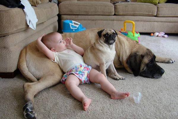 Baby pics, babies, cute babies, babies friends, baby with puppy, baby with dog, baby companion, cute babies