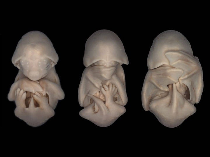 Bats in Womb