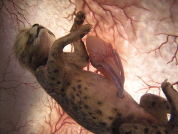 Cheetah in womb