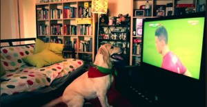dog reaction on goal, dog watching tv, dog watching football, dog watching fifa world cup, labrador , severa celebrates goal, dog celebrates goal, football dog, soccer dog, crazy dog, lovely dog, fifa14, fifa world cup 2014, portugal vs usa, football 4 legged fan, portugal fan, portugal supporter.