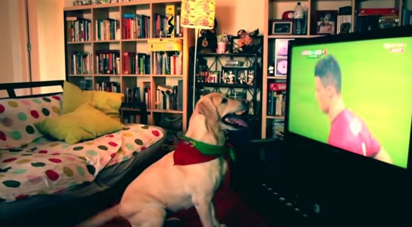 How Labrador Dog Celebrates Goal Fifa World Cup 2014 Reckon Talk