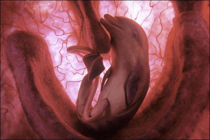 Dolphin in womb