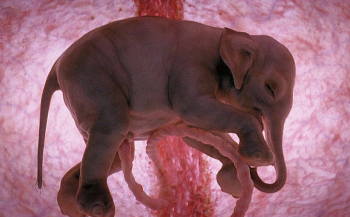 Elephant in womb 1