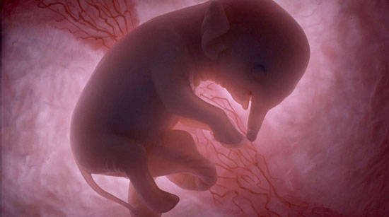Elephant in womb