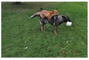 fox, dog, fox and dog, dog and fox friendship, Tinni and Sniffer, new obsession