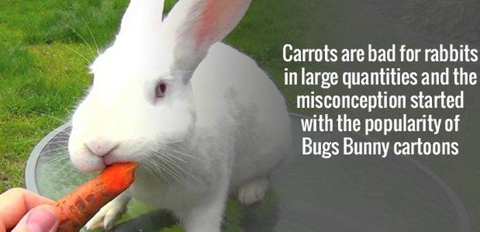 Carrots are bad for rabbits