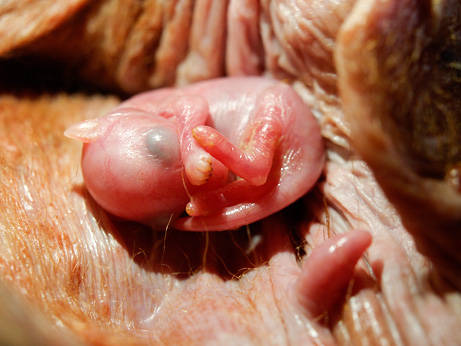Kangaroo in womb