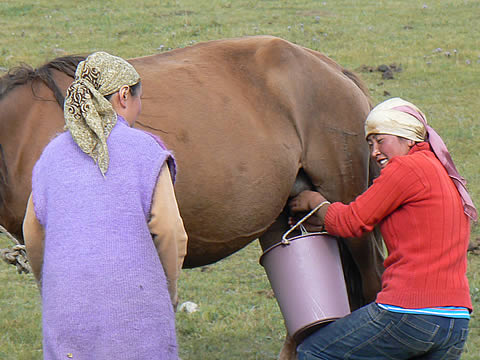 travel tips kazakhstan, facts about kazakhstan, things about kazakhstan, kazakhstan cultural, kazakhstan history, kazakhstan horse, 2030, nauryz, largest landlocked country in the world, amazons from kazakhstan, apple from kazakhstan, kazakhstan apple, kazakh, koumiss, baykonur cosmodrome, biggest apples in the world, apple origin