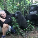 Mountain_gorillas_meets_man