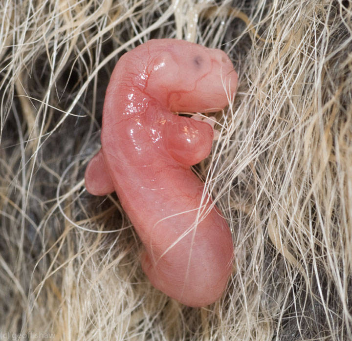 Opossum in womb