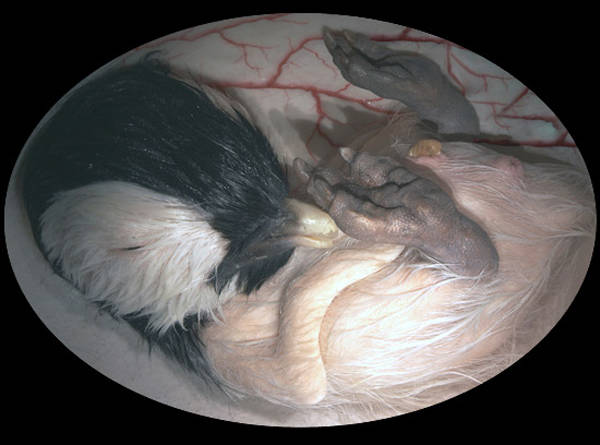 inside the womb national geographic