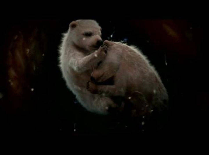 Polar bears in womb