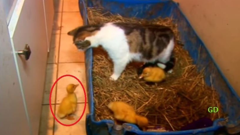 The Cat & The Ducklings This Remarkable Video Will Blow Your Mind