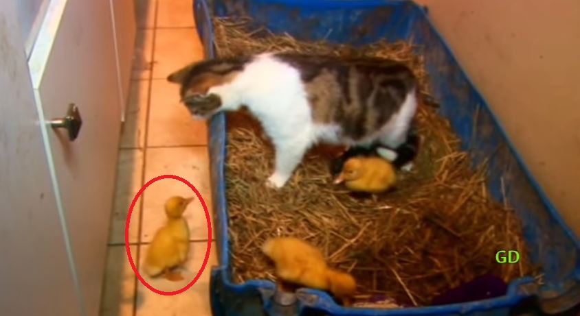 The Cat & The Ducklings- This Remarkable Video Will Blow Your Mind ...