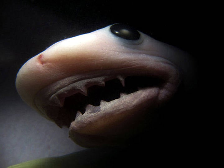 Tiger Shark in Womb