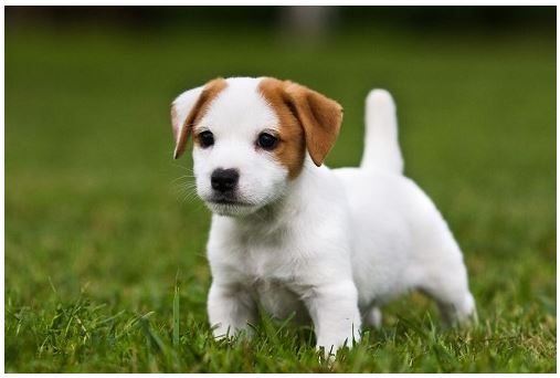 pets tips, pets care, tips for puppy, animal lovers, animal facts, animal  how to handle pets, how to handle dogs puppies, puppy training, puppy tips, new dog, wow to train a puppy, how to handle puppy, housetraining tips,