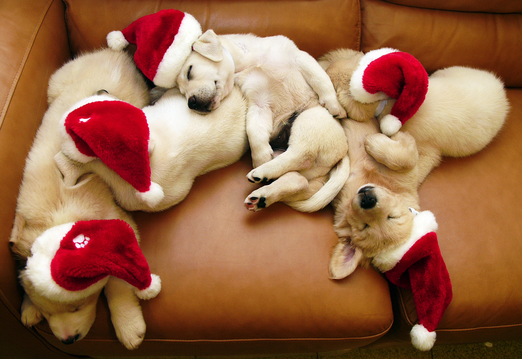 pets tips, pets care, tips for puppy, animal lovers, animal facts, animal  how to handle pets, how to handle dogs puppies, puppy training, puppy tips, new dog, wow to train a puppy, how to handle puppy, housetraining tips,