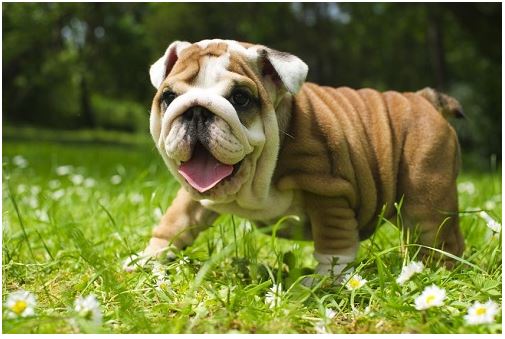 pets tips, pets care, tips for puppy, animal lovers, animal facts, animal  how to handle pets, how to handle dogs puppies, puppy training, puppy tips, new dog, wow to train a puppy, how to handle puppy, housetraining tips,
