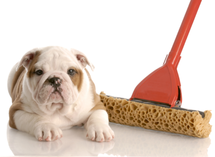 pets tips, pets care, tips for puppy, animal lovers, animal facts, animal  how to handle pets, how to handle dogs puppies, puppy training, puppy tips, new dog, wow to train a puppy, how to handle puppy, housetraining tips,