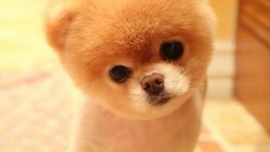 pets tips, pets care, tips for puppy, animal lovers, animal facts, animal how to handle pets, how to handle dogs puppies, puppy training, puppy tips, new dog, wow to train a puppy, how to handle puppy, housetraining tips,