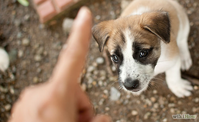 pets tips, pets care, tips for puppy, animal lovers, animal facts, animal  how to handle pets, how to handle dogs puppies, puppy training, puppy tips, new dog, wow to train a puppy, how to handle puppy, housetraining tips,