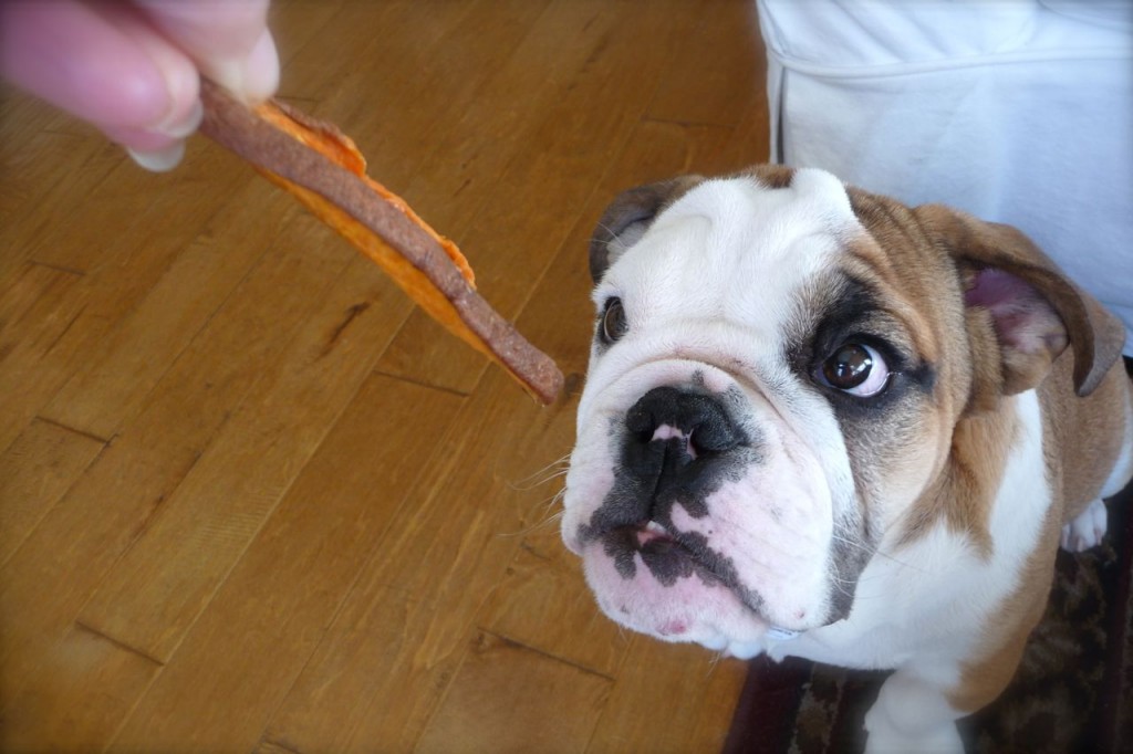 pets tips, pets care, tips for puppy, animal lovers, animal facts, animal  how to handle pets, how to handle dogs puppies, puppy training, puppy tips, new dog, wow to train a puppy, how to handle puppy, housetraining tips,