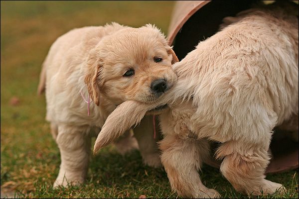 Pets tips, pets care, tips for puppy, animal lovers, animal facts, animal  how to handle pets, how to handle dogs puppies, puppy training, puppy tips, new dog, wow to train a puppy, how to handle puppy, housetraining tips,
