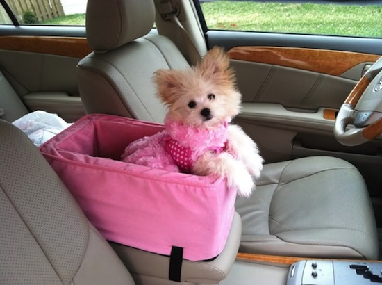 pets tips, pets care, tips for puppy, animal lovers, animal facts, animal  how to handle pets, how to handle dogs puppies, puppy training, puppy tips, new dog, wow to train a puppy, how to handle puppy, housetraining tips,