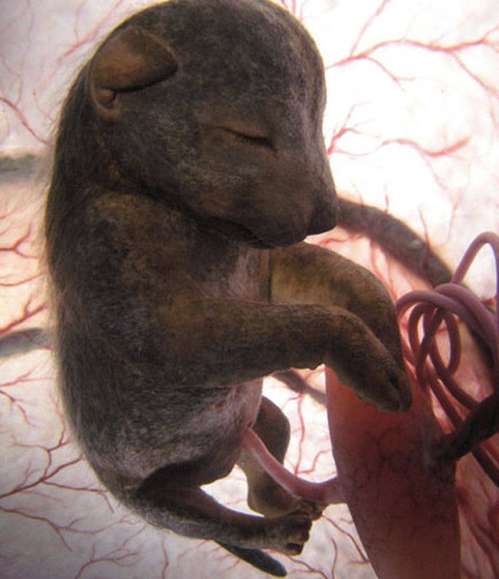 Wolf in womb