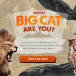 bigcat