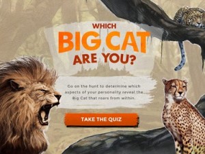 animals,cats,tiger,lion,big cats,leopard,cheetah,extreme cold,weather