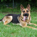 german-shepard-10facs-and-funnies moments