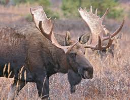 moose-dropping-festival