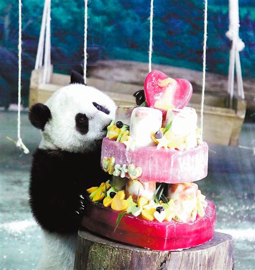 Панда на день рождение