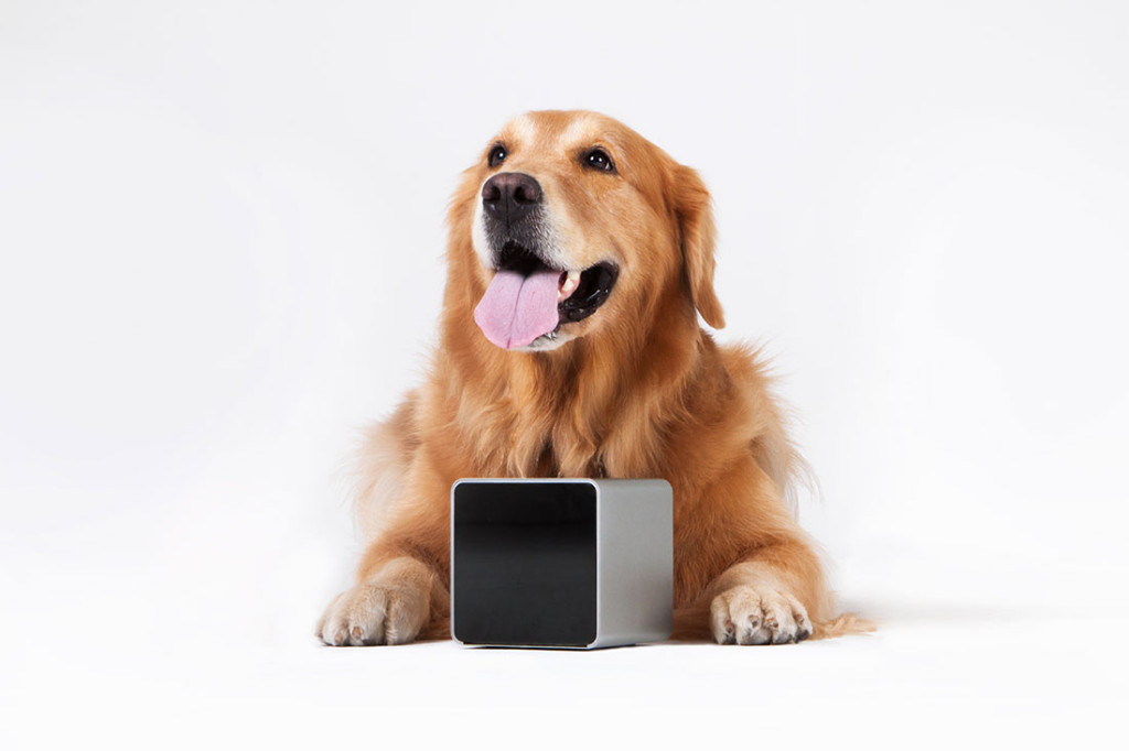 Petcube, helps people to monitor and play with their pets,kickstarter-backed petcube,san francisco bay areaco-founder alex neskin,yaroslav azhnyuk and andrey klen,celebrity pets of the internet,a golden retriever with 182,000 followers on vine