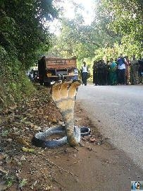 three headed snake